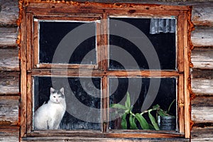 Cat in window