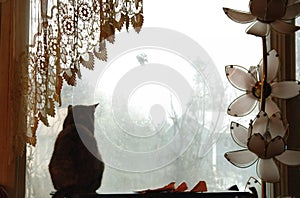 Cat by window