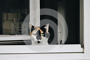 Cat on window