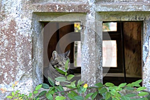 Cat In The Window - Bishop`s Palace, Wells, Somerset, UK