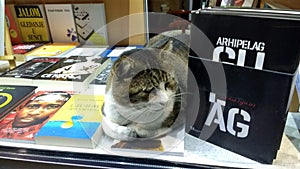 Cat in window of bookstore