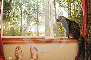 Cat in a window cell