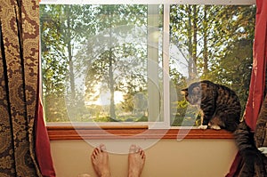 Cat in a window cell