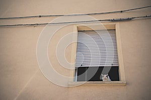 A cat on the window