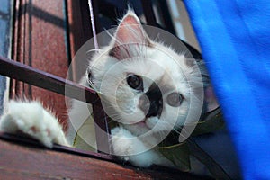 Cat in the window