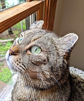 Cat In Window Looking Out