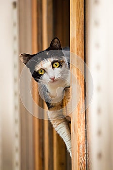 Cat in window