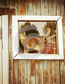 Cat in the window of an old rustic house