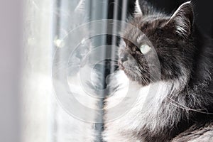 Cat window reflection