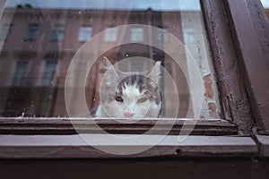 Cat in window with reflection of residential house