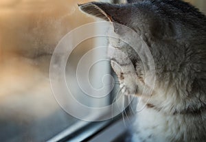 Cat window reflection