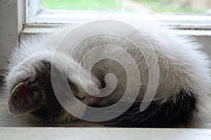 The cat is on a window-sill