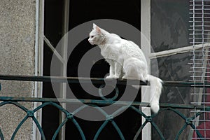 A cat in a window photo