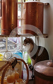 Cat on a windowsill in Ancient perfume laboratory in the village