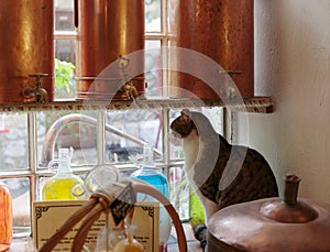 Cat on a windowsill in Ancient perfume laboratory in the village