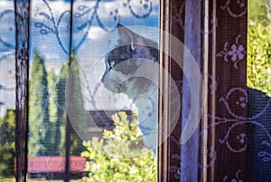 Cat on the windowsill