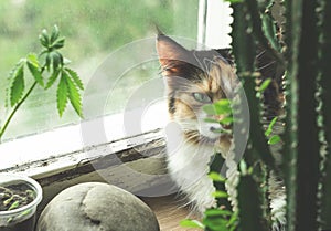 Cat on windowsill, hemp plant and cactus