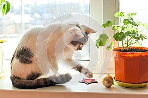 Cat on the windowsill next to the plants playing with the golden ball
