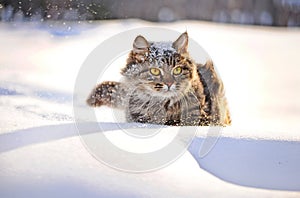 Cat in winter