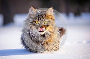 Cat in winter