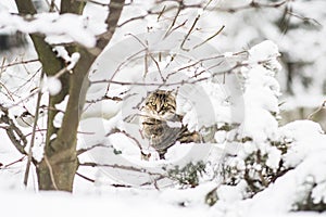 Cat in winter