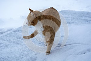 Cat in winter. Red cat walks in the snow