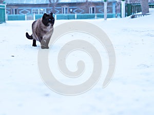 Cat in winter. Siamese cat walks on snowdrifts.