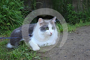 A cat on a wolk in Perm photo