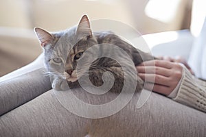 Cat in a woman`s lap