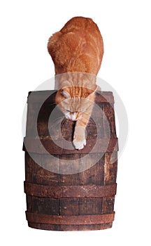 Cat and wooden barrel