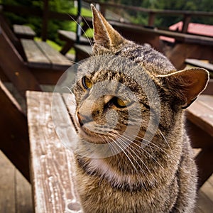 Cat on the wooden bench near fence on the hill. Slovakia