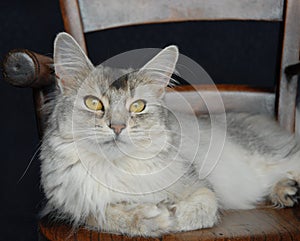 Cat on a wooden chair