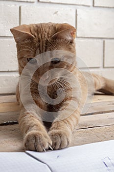 Cat on wooden desk, brick wall background