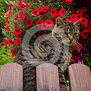 Cat on the wooden fence on the hill. Slovakia