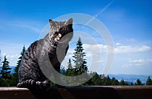 Kočka na dřevěný plot na kopci. Slovensko