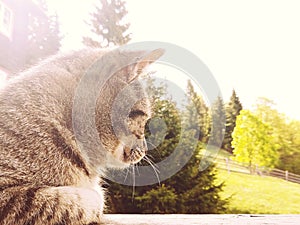 Mačka na drevenej lavičke pri plote na kopci. Slovensko