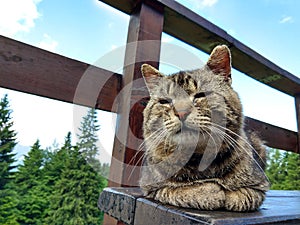 Cat on the wooden bench near fence on the hill. Slovakia