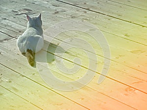 Cat on a wooden floor. Sunny day.