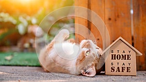 Cat with wooden house. Self-quarantine and stay home during Covid-19. Lovely pet in the garden with toy. Stay home stay safe