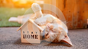 Cat with wooden house. Self-quarantine and stay home during Covid-19. Lovely pet in the garden with toy. Stay home stay safe