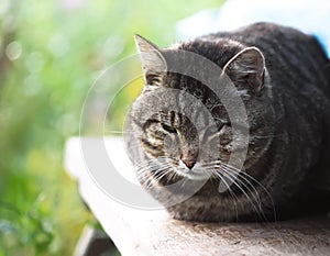 Cat on the wooden railing outdoors
