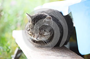 Cat on the wooden railing outdoors