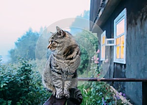 Cat on the wooden railing outdoors