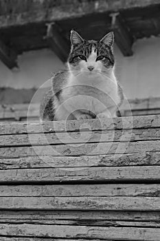 cat on wooden slats