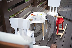 Cat on a wooden  veranda near a white children`s table with chairs