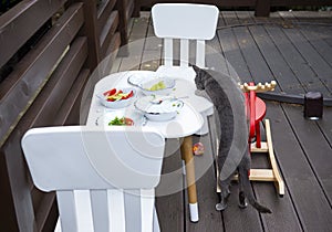 Cat on a wooden  veranda near a white table with chairs