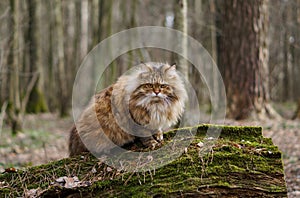 Cat in the woods