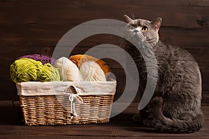 Cat and wool yarn in coils with knitting needles