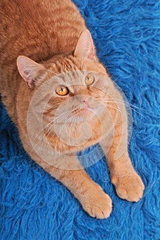 Cat on Woolen Carpet