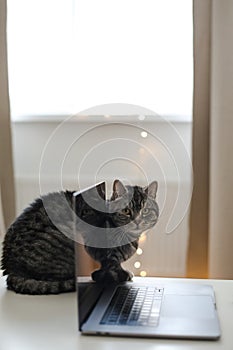 cat working at the computer. blank screen on a table by blurry bokeh lights background a cozy room. funny cat with